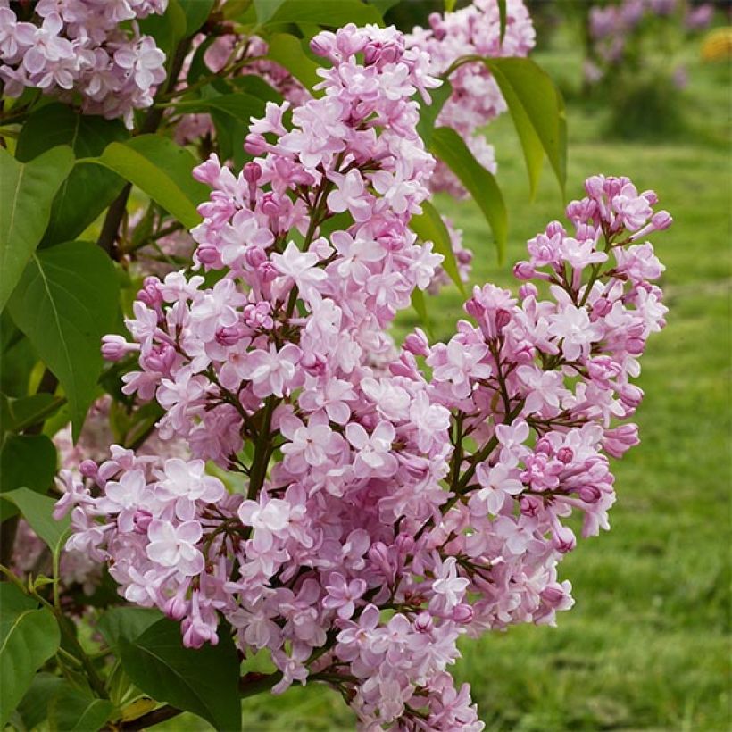 Lila Zhemchuzhina - Syringa vulgaris (Floración)