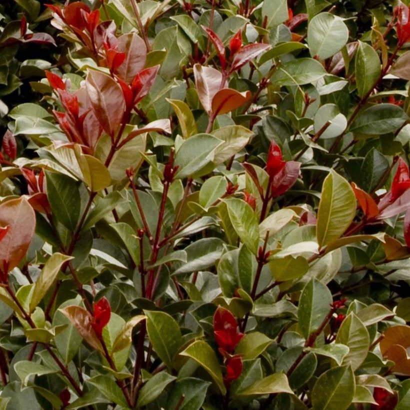 Syzygium australe Big Red - Cereza cepillo (Follaje)