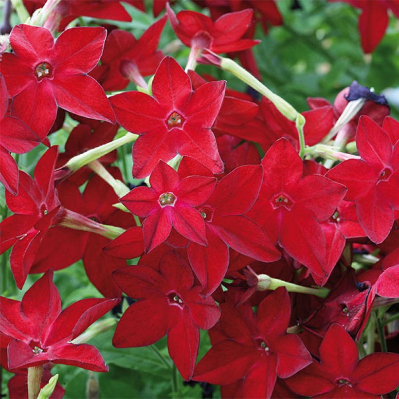 Tabaco en Flor Perfume Red (Floración)