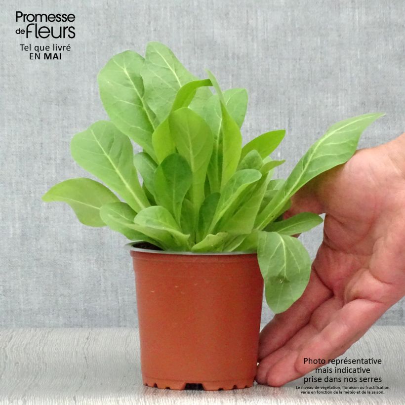 Tabac d'ornement - Nicotiana sylvestris - pot de 10/11cm Ejemplar entregado en la primavera