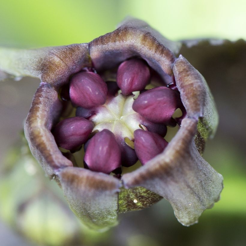 Tacca integrifolia Nivea - Flor murciélago blanca (Floración)