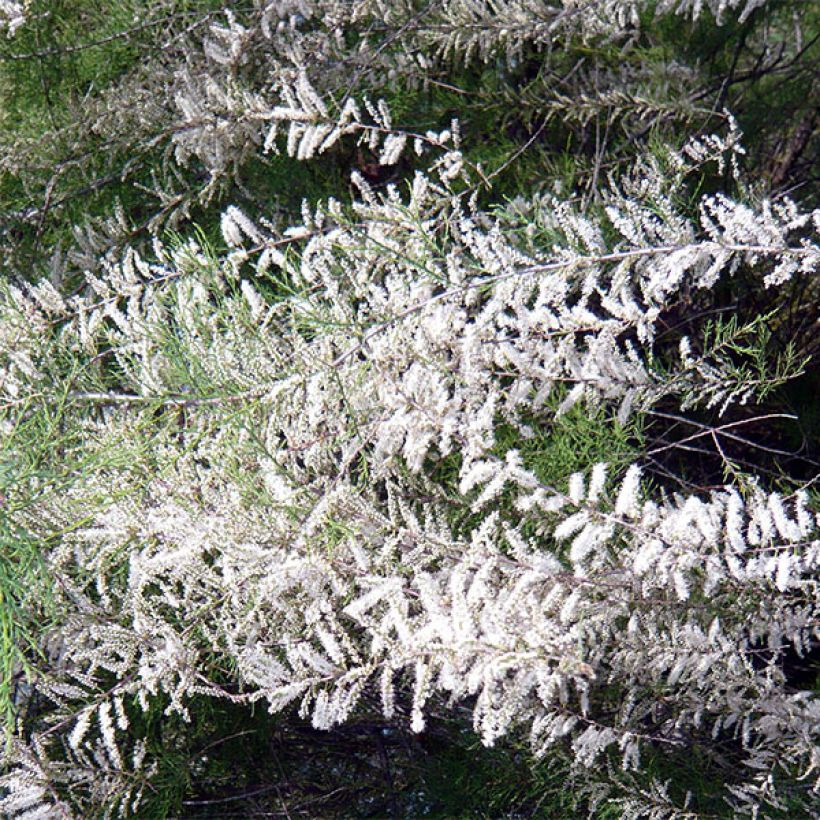 Tamarix ramosissima Hulsdonk White - Taray catina (Floración)