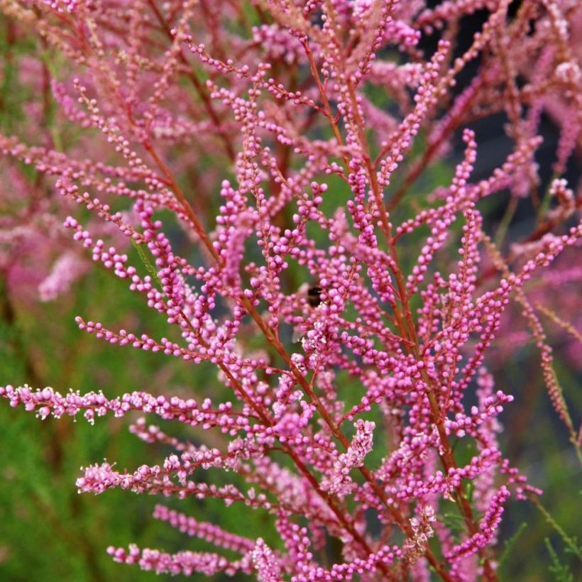 Tamarix ramosissima Rubra - Taray catina (Floración)