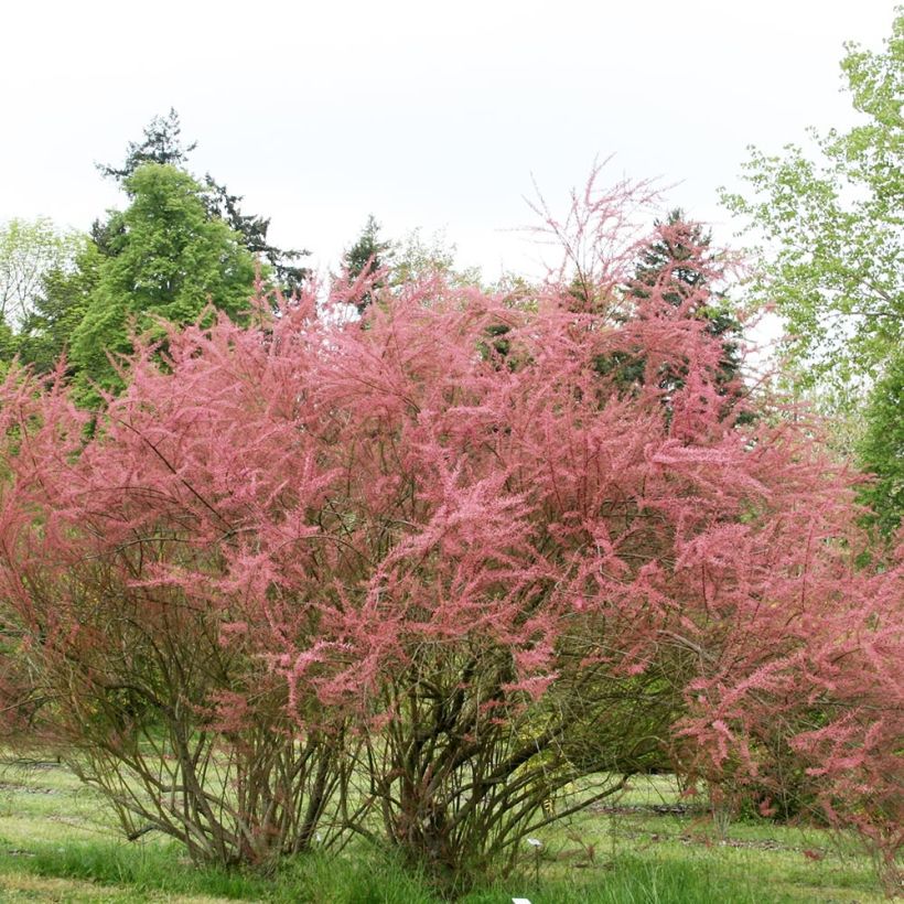 Tamarix ramosissima Rubra - Taray catina (Porte)