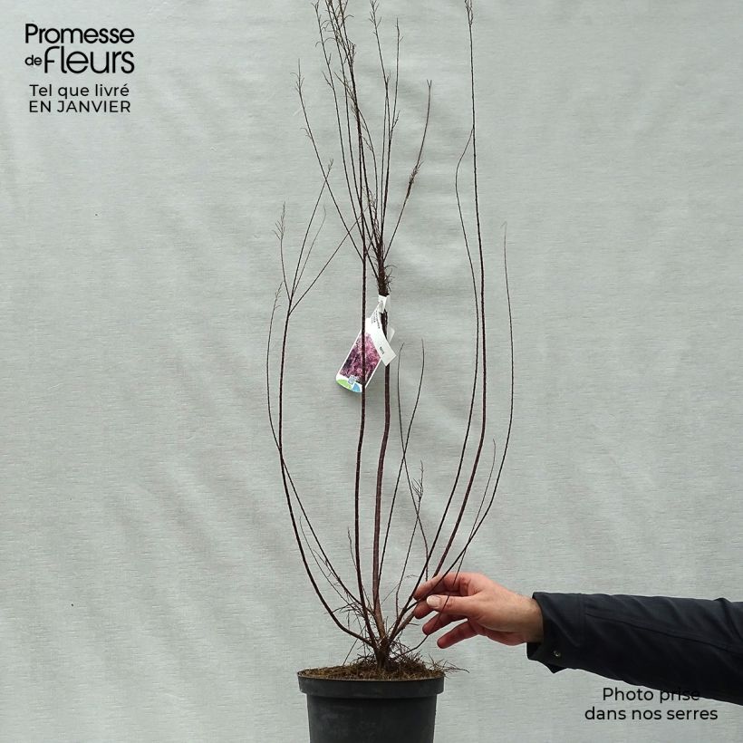 Tamarix parviflora - Tamaris de printemps Pot de 3/4L Ejemplar entregado en invierno