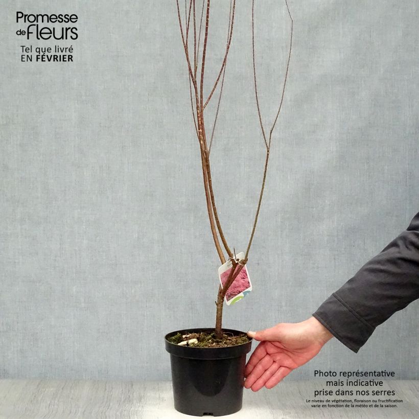 Tamarix tetrandra - Tamaris de printemps Pot de 3L/4L Ejemplar entregado en invierno