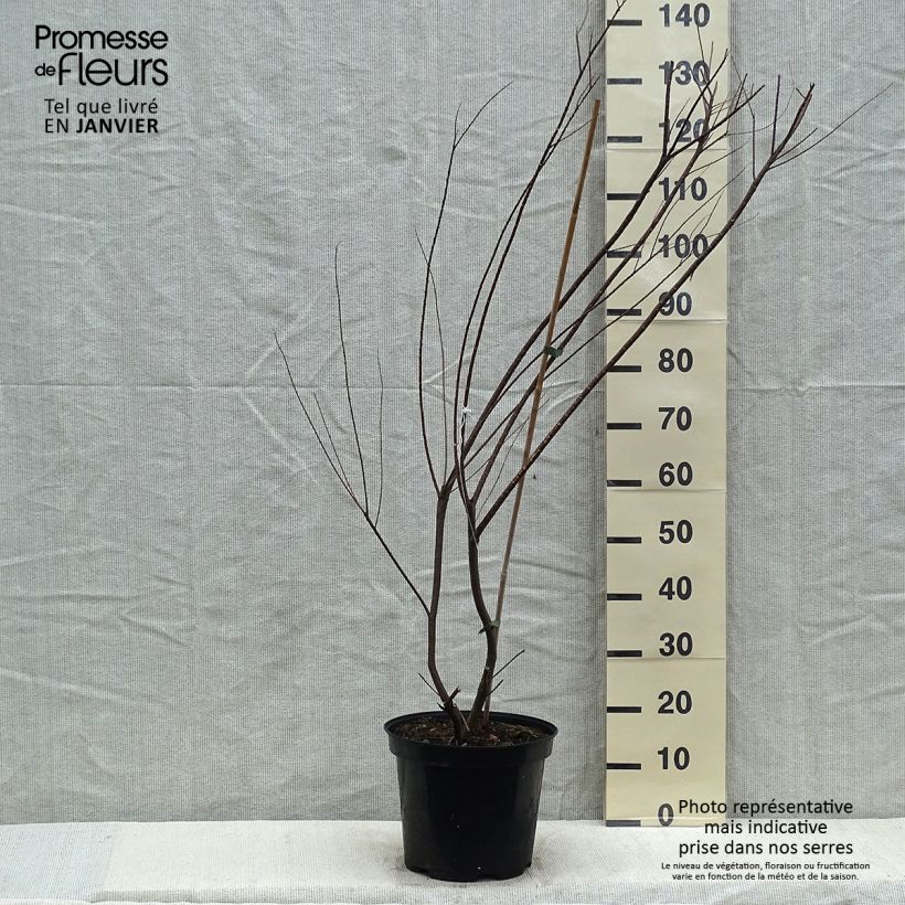 Tamarix tetrandra - Tamaris de printemps en pot de 7,5L/10L Ejemplar entregado en invierno