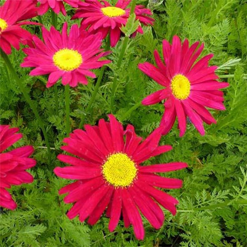 Tanacetum coccineum Robinson's Red (Floración)