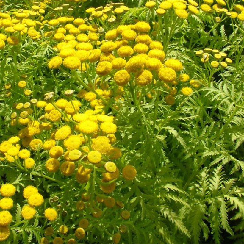 Tanaceto Isla Gold - Tanacetum vulgare (Floración)