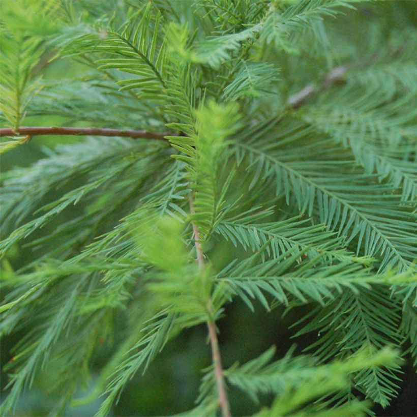 Taxodium distichum - Ciprés de los pantanos (Follaje)