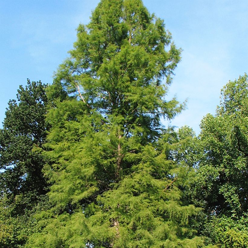 Taxodium distichum - Ciprés de los pantanos (Porte)