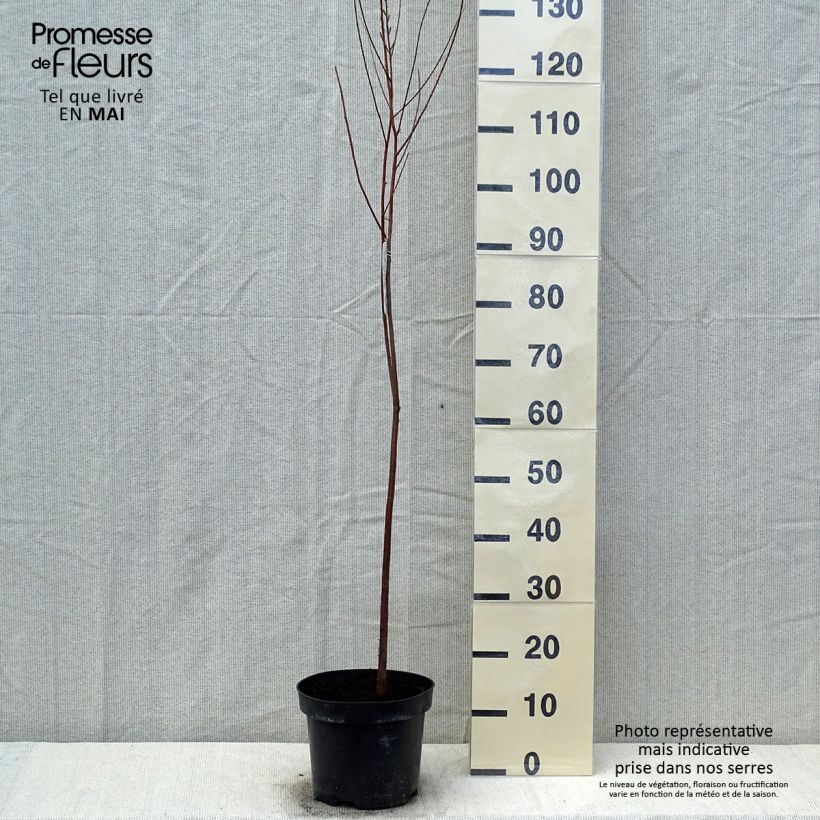 Taxodium distichum - Cyprès chauve en pot de 3L/4L Ejemplar entregado en la primavera