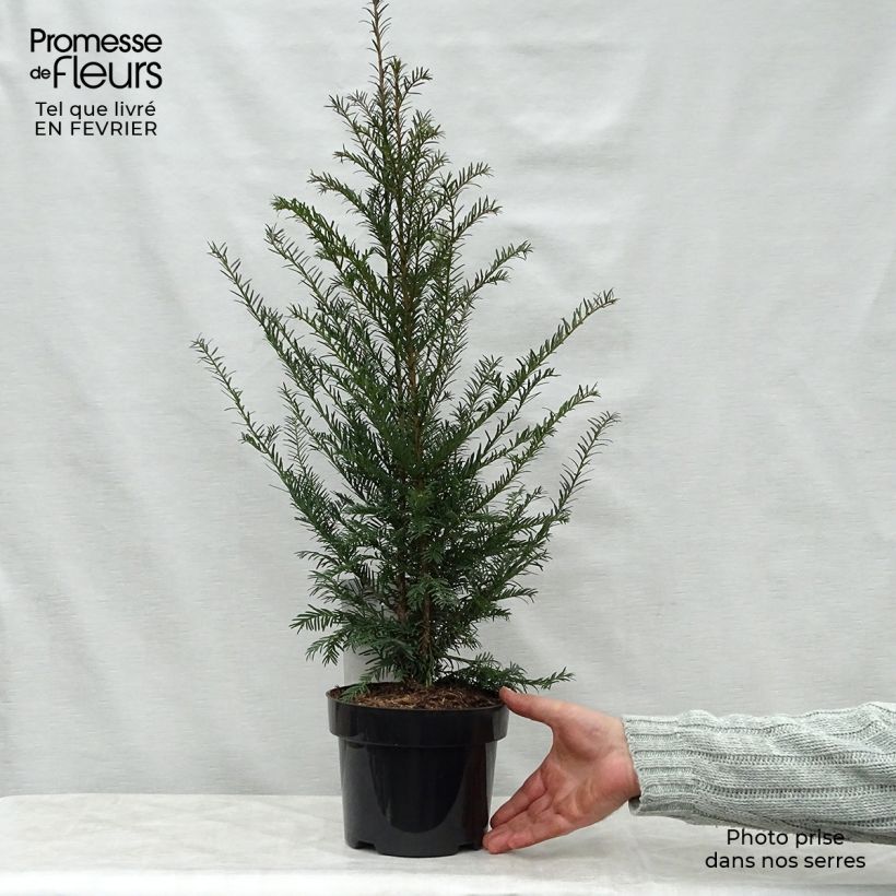 Taxus baccata en pot de 3L - If commun Ejemplar entregado en invierno