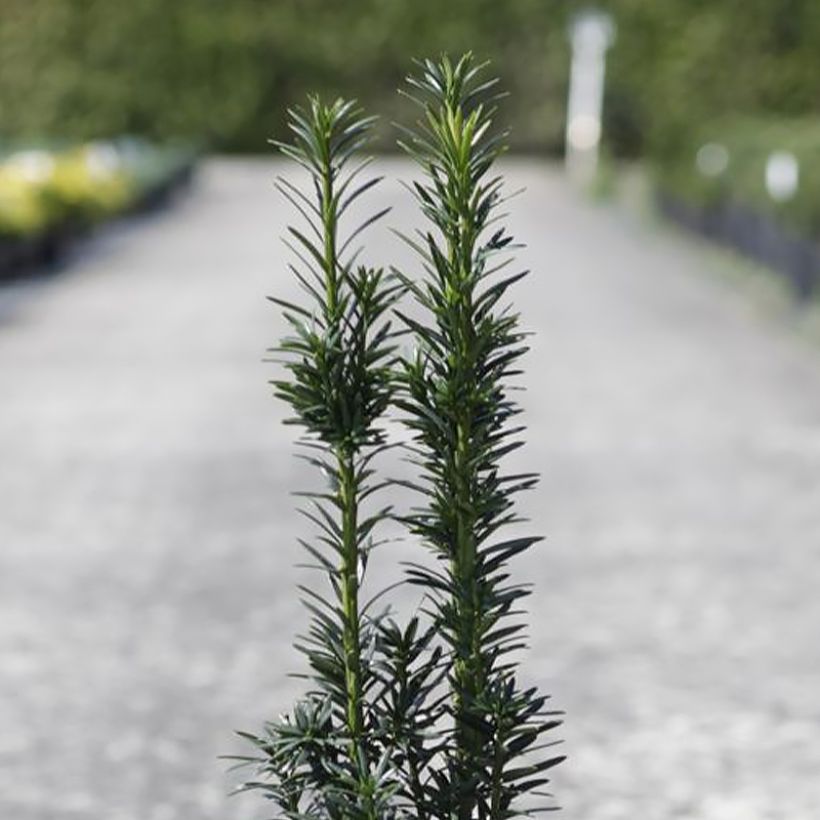 Tejo Black Tower - Taxus baccata fastigiata (Follaje)