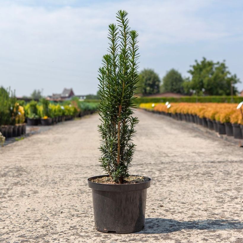 Tejo Black Tower - Taxus baccata fastigiata (Porte)