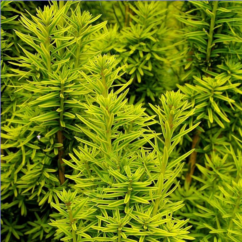 Tejo David - Taxus baccata (Follaje)