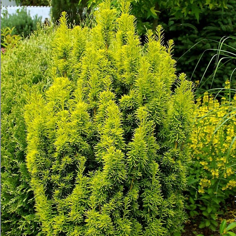 Tejo David - Taxus baccata (Porte)