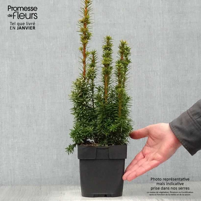 Taxus baccata David - If colonnaire panaché Pot de 2/3L Ejemplar entregado en invierno