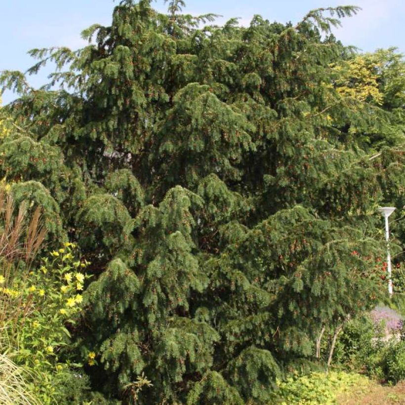 Tejo Dovastoniana - Taxus baccata (Porte)