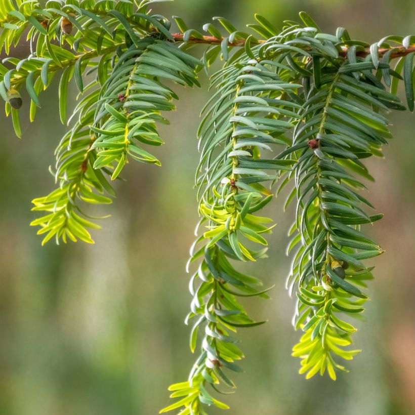 Tejo Dovastoniana - Taxus baccata (Follaje)