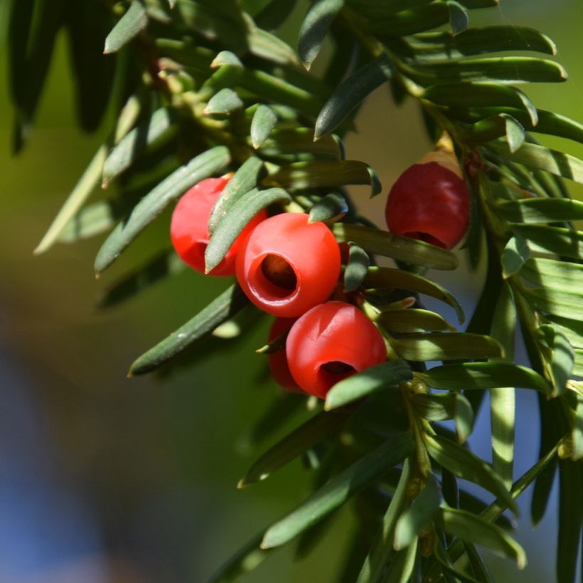 Tejo Dovastoniana - Taxus baccata (Cosecha)