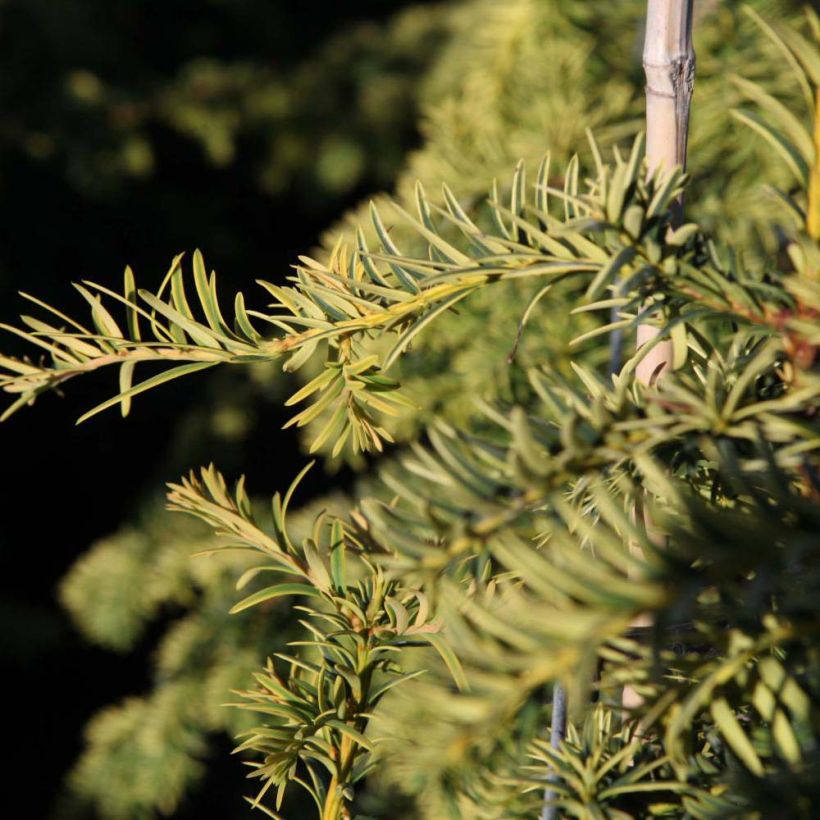 Tejo Dovastonii Aurea - Taxus baccata (Follaje)