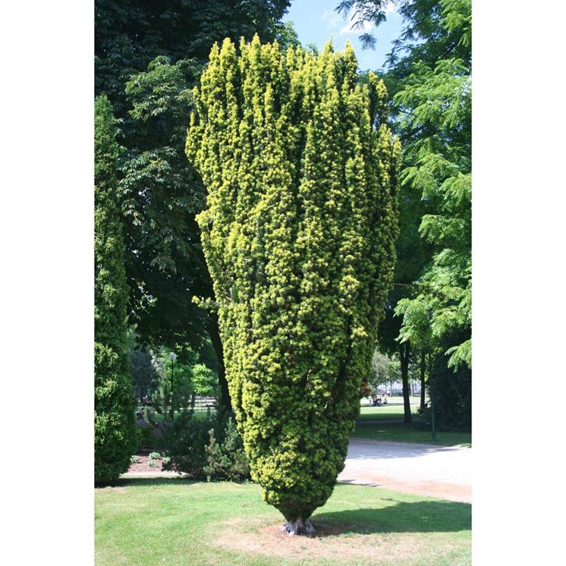 Tejo Fastigiata Aurea - Taxus baccata (Follaje)