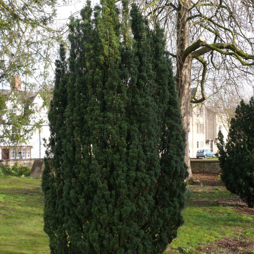 Tejo Fastigiata Robusta - Taxus baccata (Porte)