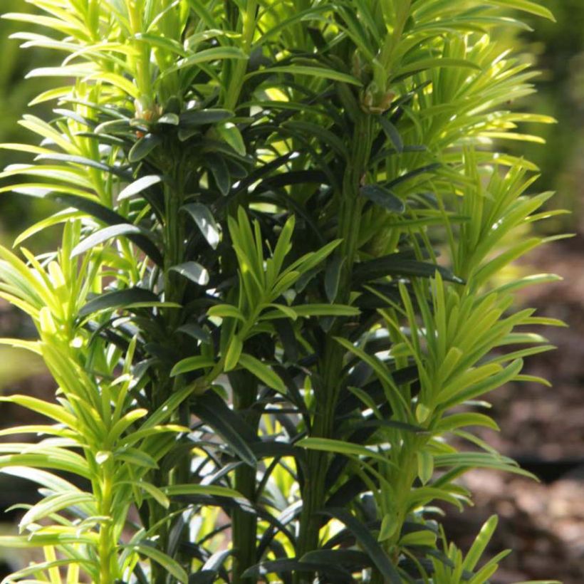 Tejo Ivory Tower - Taxus baccata (Follaje)