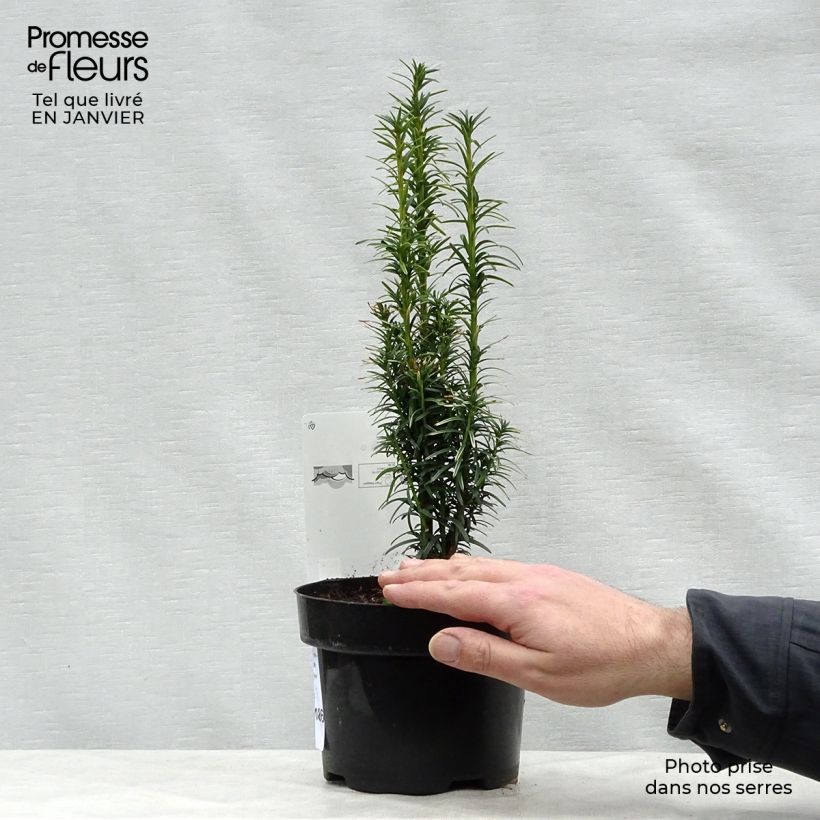 Taxus baccata Ivory Tower - If colonnaire panaché Pot de 2L/3L Ejemplar entregado en invierno