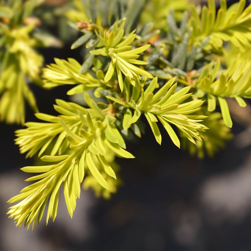 Tejo Kupfergold - Taxus baccata (Follaje)