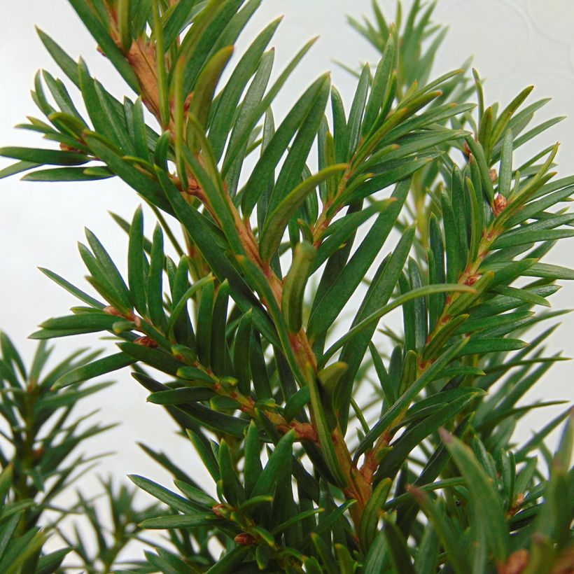 Tejo Repandens - Taxus baccata (Follaje)