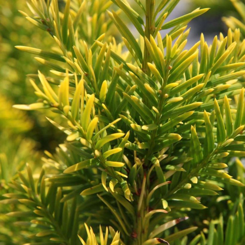 Tejo Semperaurea - Taxus baccata (Follaje)