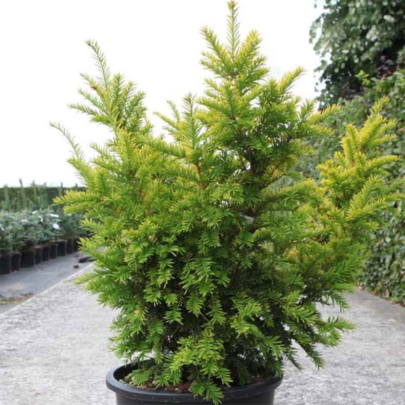 Tejo Semperaurea - Taxus baccata (Porte)