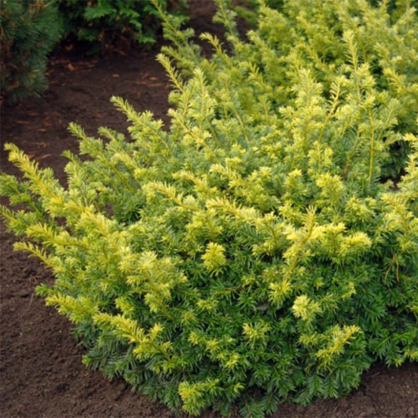 Tejo Summergold - Taxus baccata (Follaje)