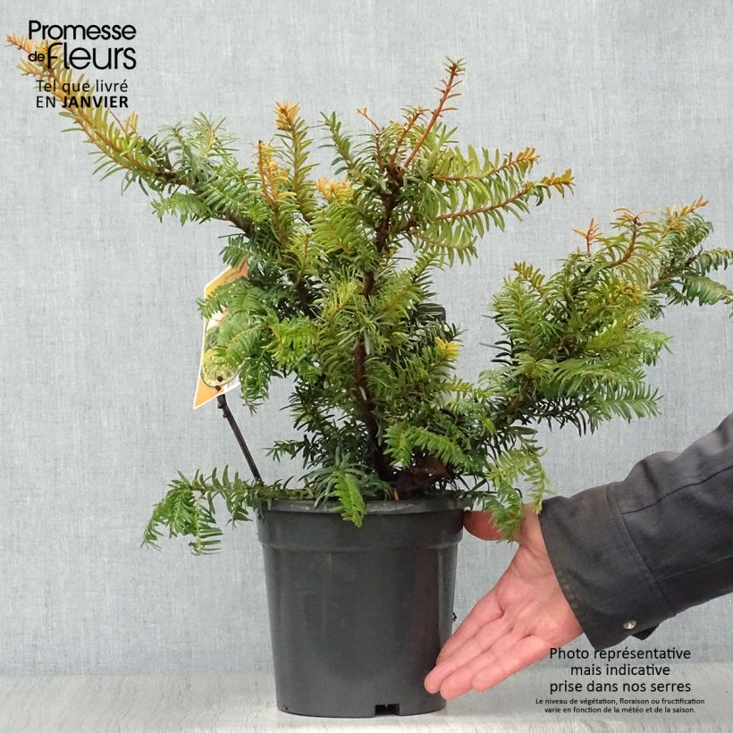 Taxus baccata Summergold - If commun doré Pot de 2L Ejemplar entregado en invierno