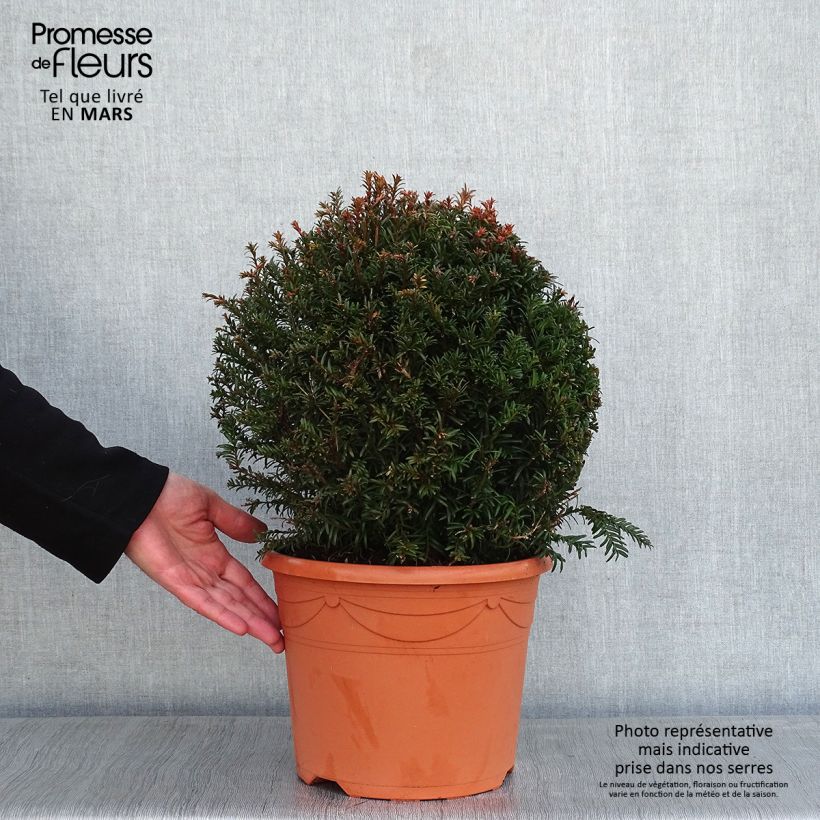 Taxus baccata taillé en boule de diamètre 30/40cm en pot de 7.5L/10L Ejemplar entregado en invierno