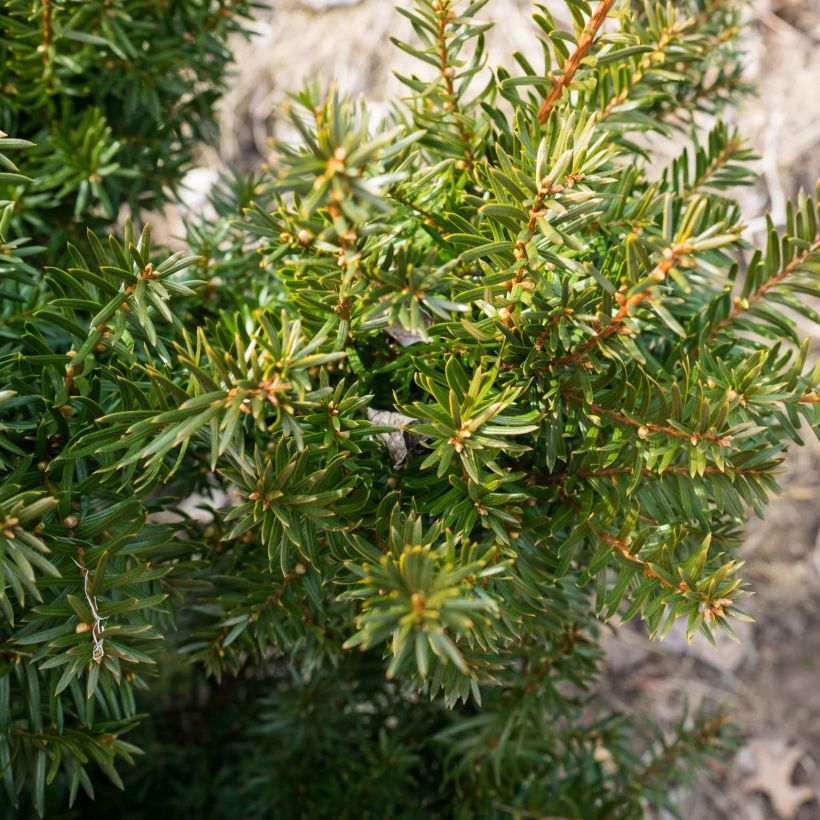 Tejo híbrido Densiformis - Taxus media (Follaje)