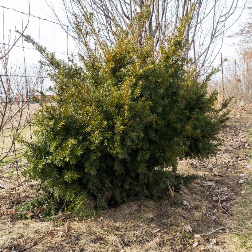 Tejo híbrido Densiformis - Taxus media (Porte)