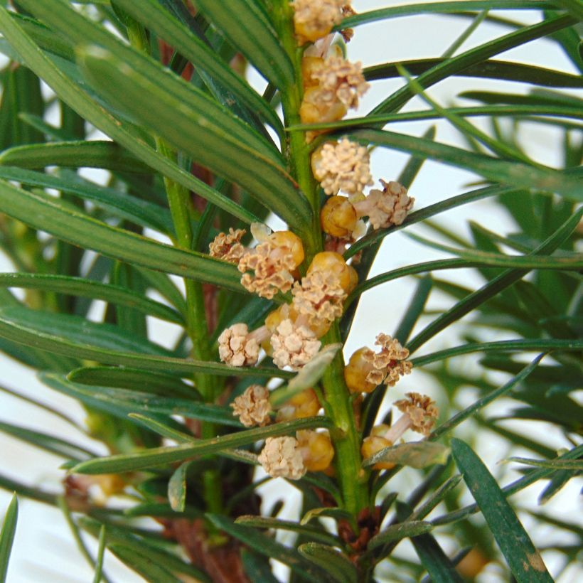 Tejo híbrido Densiformis - Taxus media (Floración)