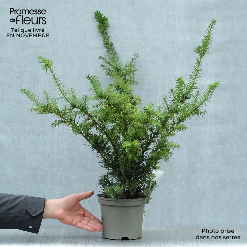 Ejemplar de Taxus media Densiformis - If hybride Pot de 2L/3L entregado en otoño