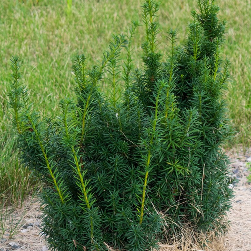 Tejo híbrido Hicksii - Taxus media (Porte)