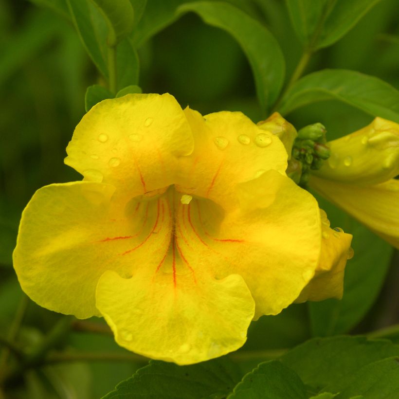 Tecoma stans - Bignonia amarilla (Floración)