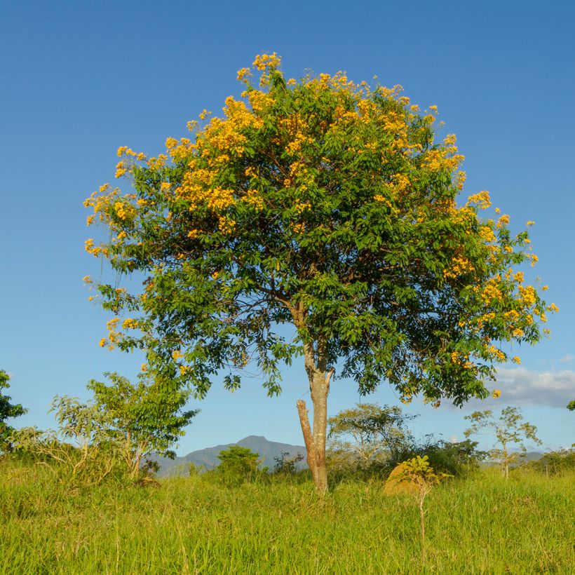 Tecoma stans - Bignonia amarilla (Porte)