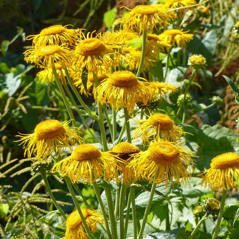 Telekia speciosa (Floración)