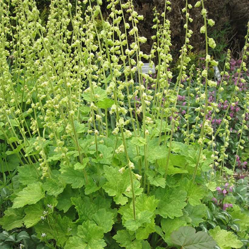 Tellima grandiflora (Floración)