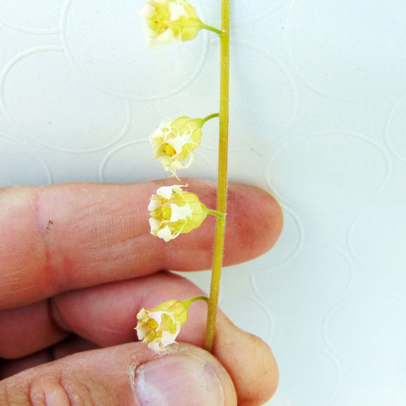 Tellima grandiflora Rubra (Floración)