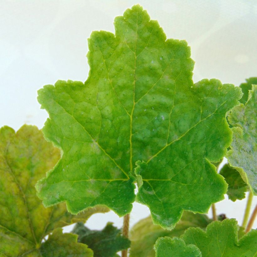 Tellima grandiflora (Follaje)