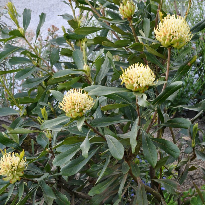 Telopea speciosissima Shady Lady Yellow - Waratah (Porte)