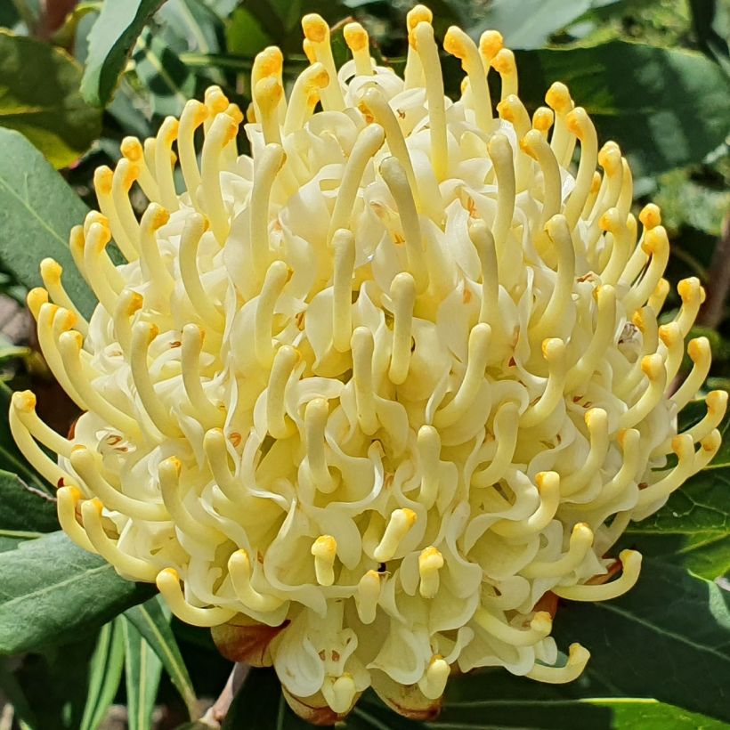 Telopea speciosissima Shady Lady Yellow - Waratah (Floración)